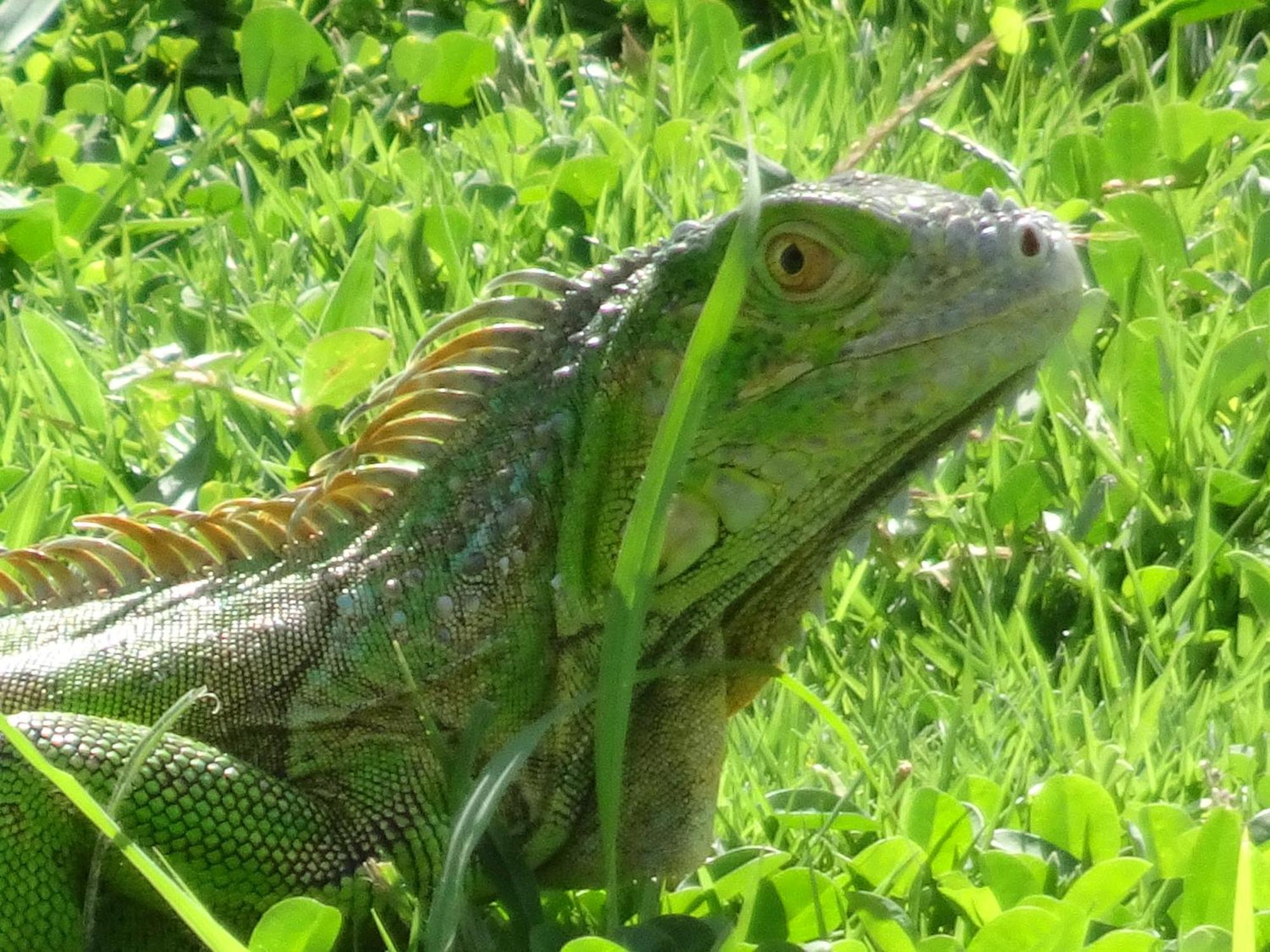 Blue Lizard House Villa San Andrés Buitenkant foto